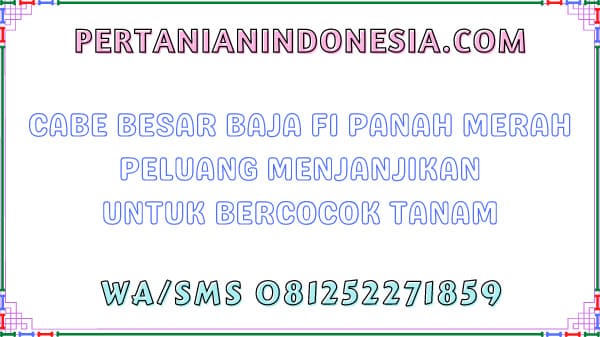 Cabe Besar Baja F1 Panah Merah Peluang Menjanjikan Untuk Bercocok Tanam